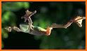 Leaping Frog related image