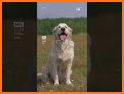 Dog scanner - Dog Breed ID related image