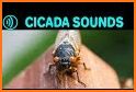 Cicada Sounds related image