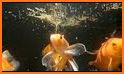 Hints Fish Feed And Grow Simple related image
