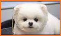 Fluffy Cute Dog Keyboard Background related image