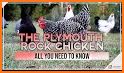 Plymouth Rock related image