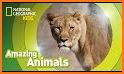 Learning Lions related image