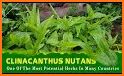 Wiki-Medicinal Plants related image