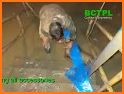 BCTPL related image