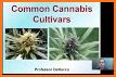 Higher Knowledge - Cannabis History related image