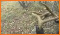 Deer Antler Rattles & Deer Calls & Deer Sounds related image
