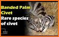 Banded Palm Civet related image