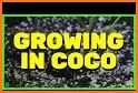 Coco Loco: Harvest Coconuts related image