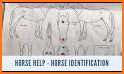Horse Scanner – Horse Breed Identification related image