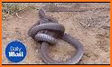 Snake Battle related image