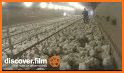 Chicken Farm related image