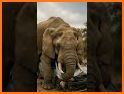 Elephant Safe Driver related image