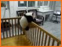 Pu - Cute giant panda bear, baby pet care game related image