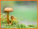 Cute Wallpaper Funny Mushrooms Theme related image