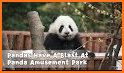 Cute Panda Blast related image