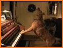 Animal Sounds Piano Pro related image