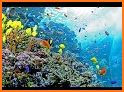 VR Ocean Aquarium 3D - Underwater National Park VR related image
