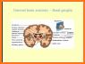 Neuroanatomy, 5th Edition related image