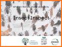 InsectInspect related image