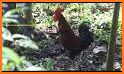 Rooster Alarm and Ringtone Sounds related image