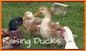 USA Poultry Farming: Chicken and Duck Breeding related image