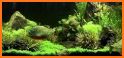 Fish Live Wallpaper 3D: Aquarium Phone Background related image