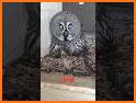 Owl Look Friends related image