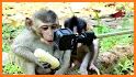 Social Monkey Pro-all Social related image