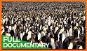 Penguins! related image