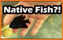 Fish ID Key - U.S. Freshwater related image