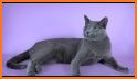 Cat Breed Identifier : Kitten Cat, Pet Cat Scanner related image