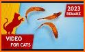Games For Cats - Cat Alone Toy related image