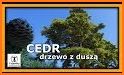 CEDR related image