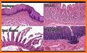 Histology Game: GI Edition related image