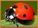 Ladybug Jigsaw Puzzle related image