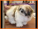 Puppies Salon Caring and Grooming related image