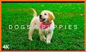 Puppy Wallpapers 4K related image
