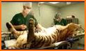 Wild Animal Dentist - Vet Hospital related image