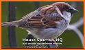 Sparrow HQ related image