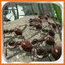 Ant Simulation 3D Full related image