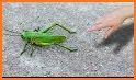 Grasshopper related image