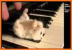 Fuzzy Unicorn Cat Keyboard Theme related image