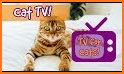 Tv Cat related image