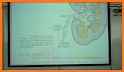 Urinary System Pro. related image