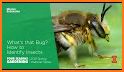 Insect identification: Bug identifier - Bug finder related image