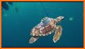 STC Turtle Tracker related image