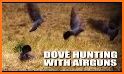 Dove Calls for Hunting AF related image
