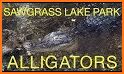 Alligator at Saw Grass Road related image
