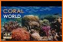 Coral Reef Wallpaper related image